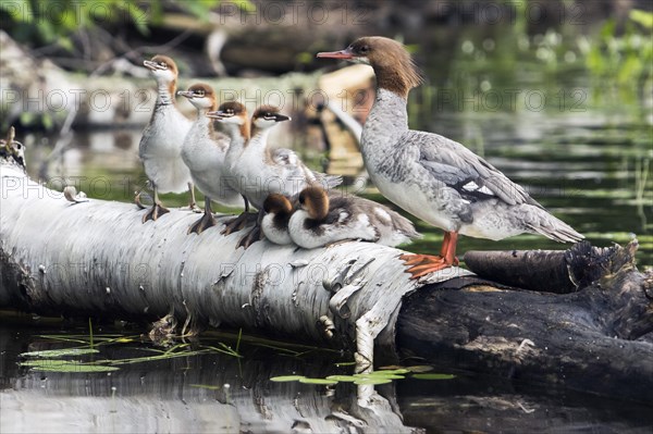 Goosander