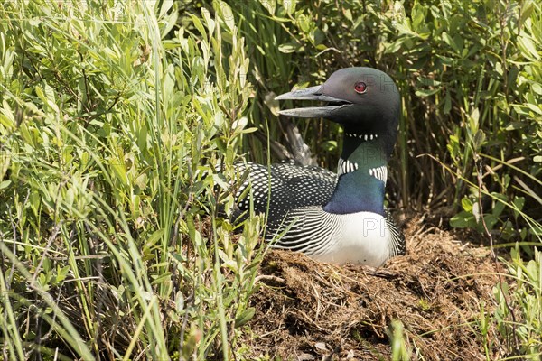 Common Loona adult on nest (Gavia always)