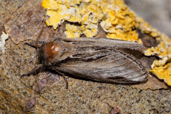 Swallow prominent (Pheosia tremula) moth