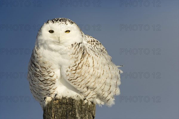 Snowy owl (Bubo scandiacus) on a pole