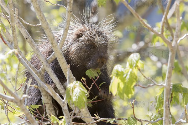 North American porcupine (Erethizon dorsatum)