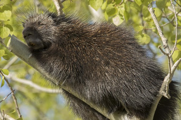 North American porcupine (Erethizon dorsatum)