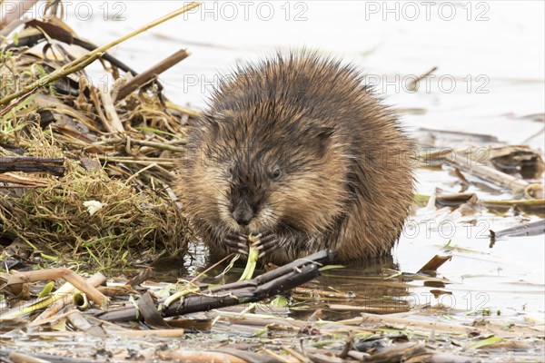 Muskrats (Ondatra zibethicus)