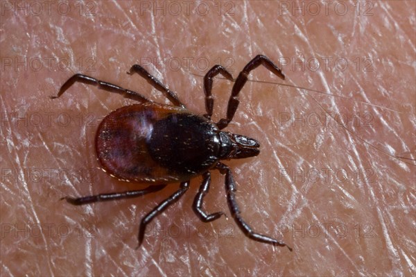 Castor bean tick (Ixodes ricinus)