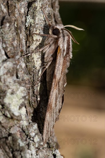Pine hawk-moth (Sphinx pinastri)