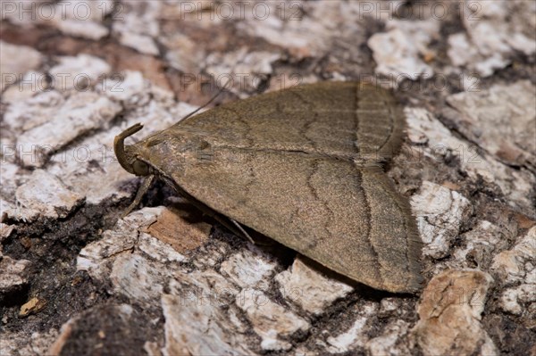 Fan-foot (Zanclognatha tarsipennalis)