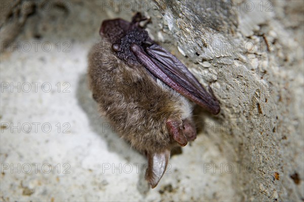 Common pipistrelle (Pipistrellus pipistrellus)