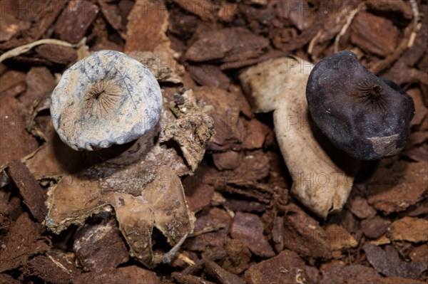 Striped Earth Star (Geastrum striatum)