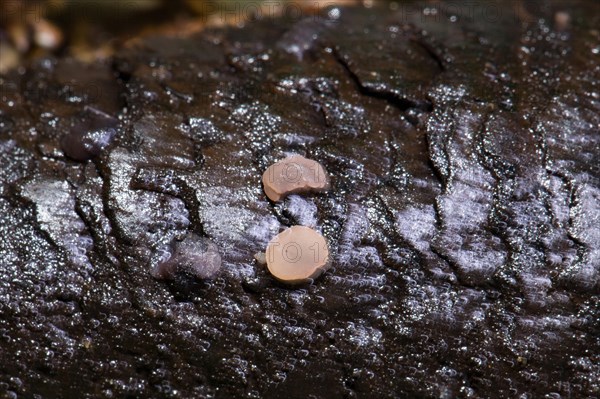 Jellydisc (Pseudombrophila janthina)