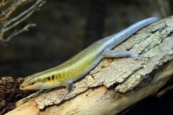 Rainbow Mabuya (Trachylepis quinquetaeniata)