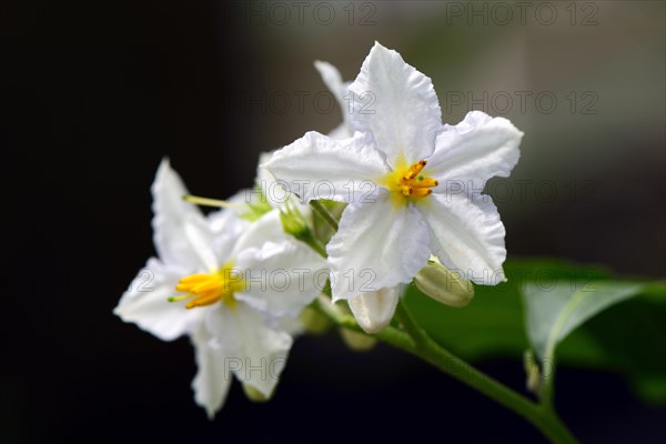 Argentine nightshade (Solanum bonariense) Occurrence South America