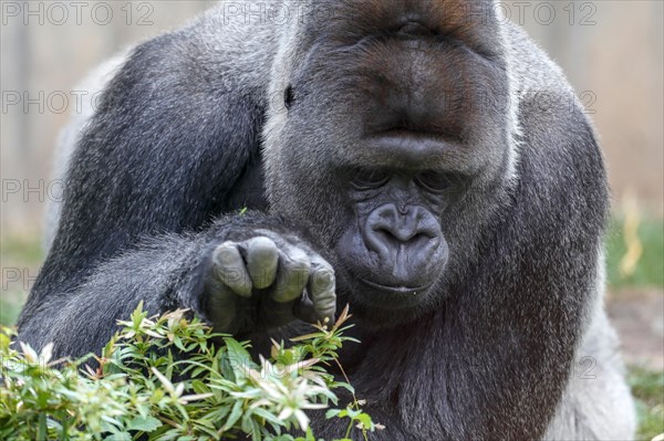 Western lowland gorilla (Gorilla gorilla)