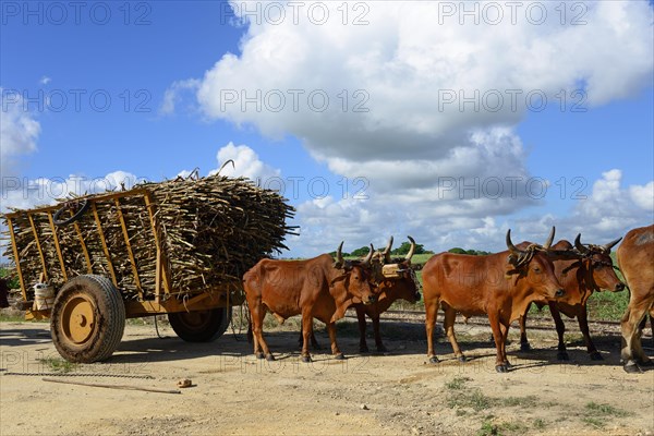 Oxcart