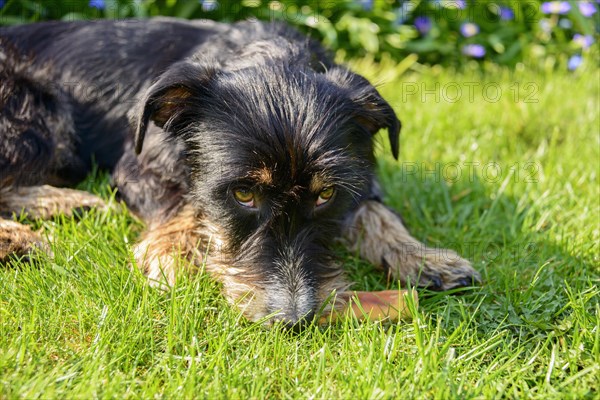 Mixed dog in the garden