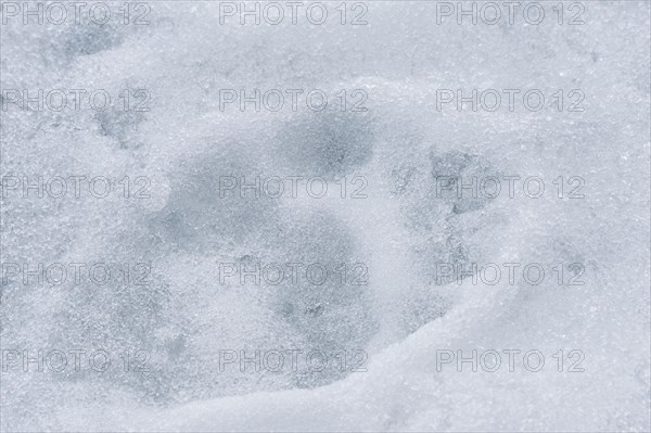 Polar bear (Ursus maritimus) tracks on ice