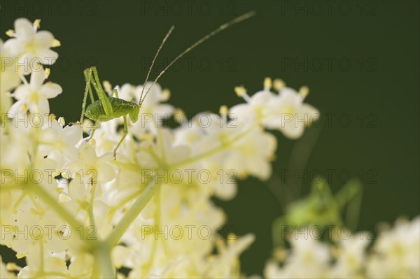 Speckled bush-cricket (Leptophyes punctatissima)