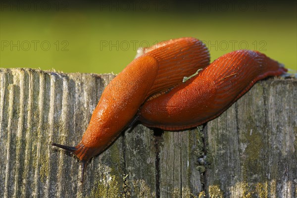Spanish slugs (Arion lusitanicus)