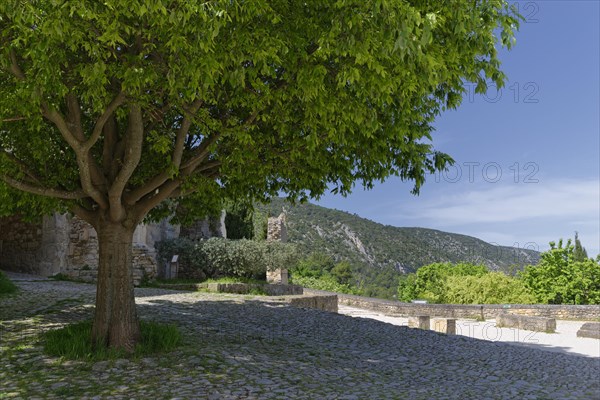 European hackberry tree (Celtis australis)