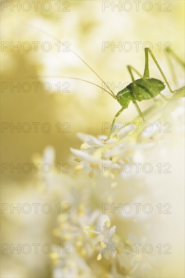 Speckled bush-cricket (Leptophyes punctatissima)