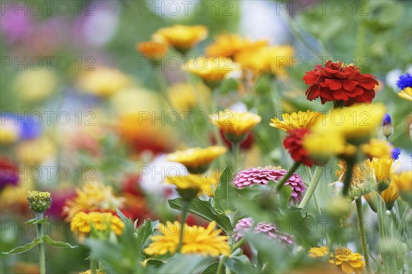 Elegant zinnia (Zinnia elegans)