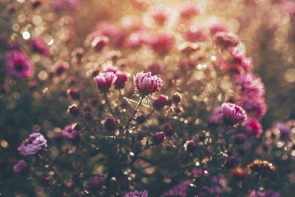 Cushion aster (Aster dumosus) against the light