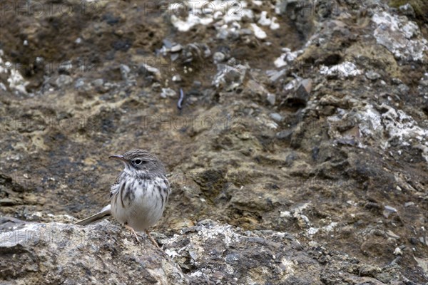 Berthelot's Pipit (Anthus berthelotii)