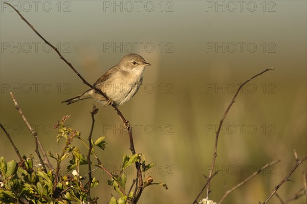 Common whitethroat (Sylvia communis)