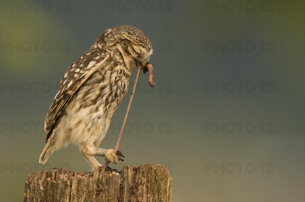 Little owl (Athene noctua)