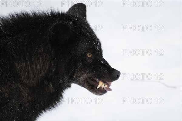 Algonquin wolf (Canis lupus lycaon)