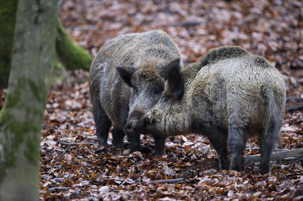 Wild Boar (Sus scrofa)