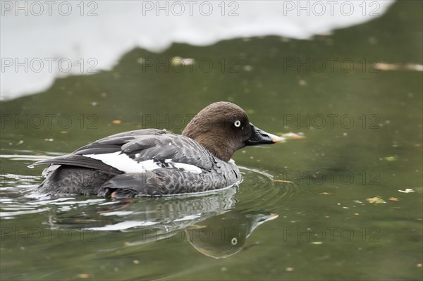 Goldeneye (Bucephala clangula)