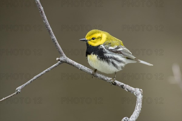 Setophaga coronata