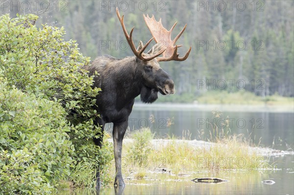 Dominant elk bull on the lakeshore during the rutting season