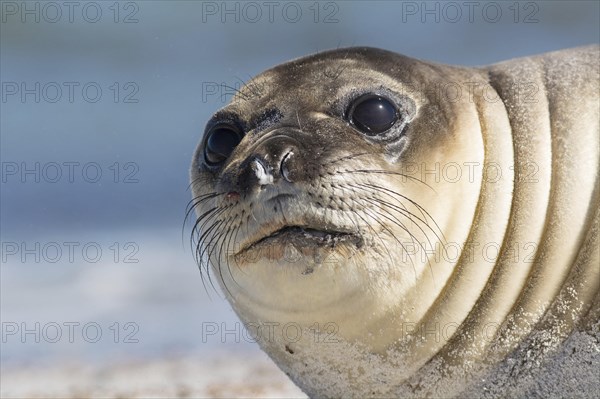 Sealion Island