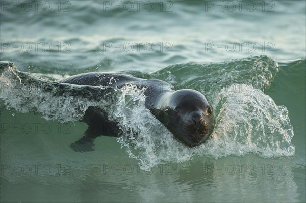 Sealion Island