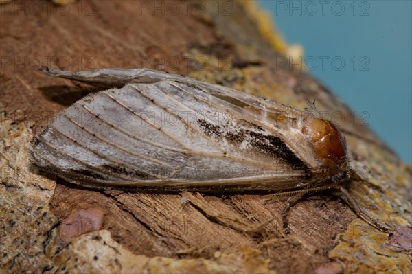 Swallow prominent (Pheosia tremula) moth