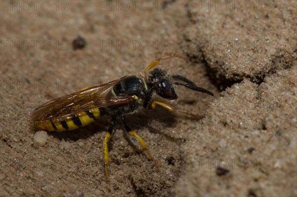 European beewolf (Philanthus triangulum) at the nest entrance