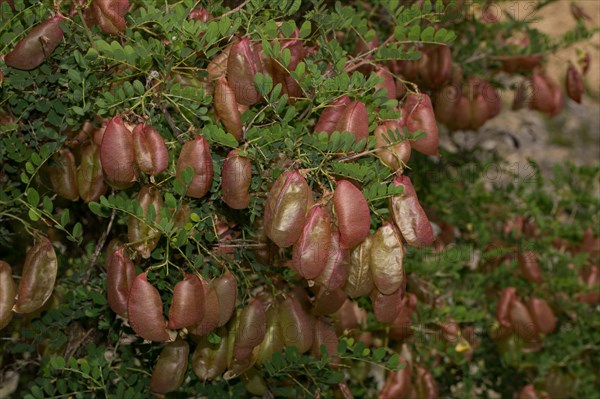 Bladder senna (Colutea arborescens)