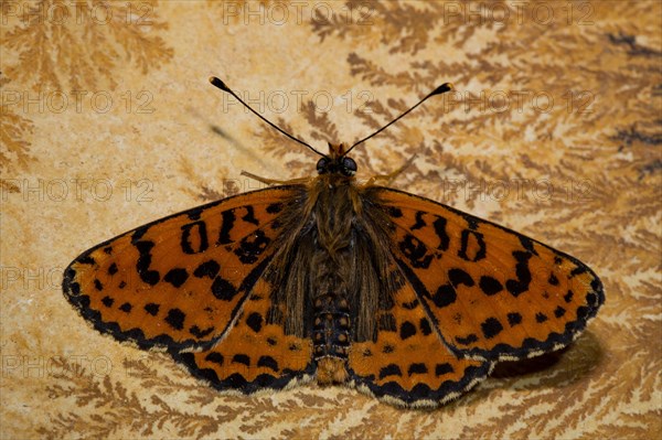 Spotted fritillary (Melitaea didyma)