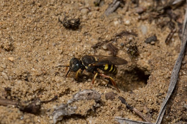 Oxybelus argentatus (Oxybelus argentatus)