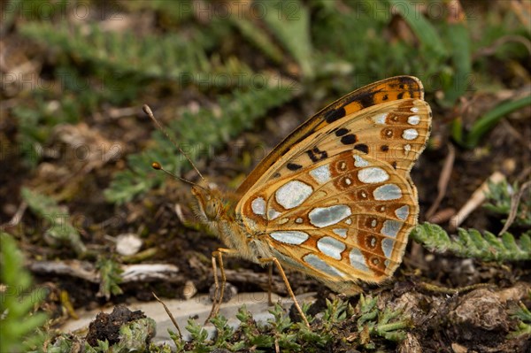 Queen of spain fritillary (Issoria lathonia)