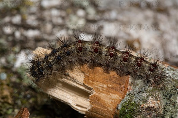 Gypsy moth (Lymantria dispar)