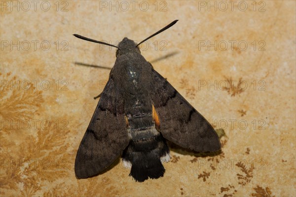 Hummingbird hawk-moth (Macroglossum stellatarum)