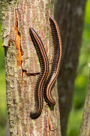 Striped (Ommatoiulus sabulosus) millipedes