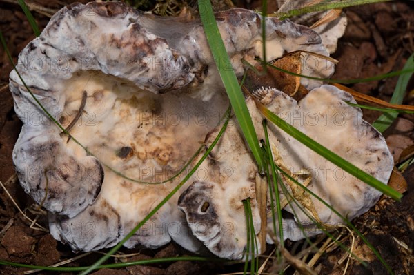 Bluish cork sting (Hydnellum caeruleum)