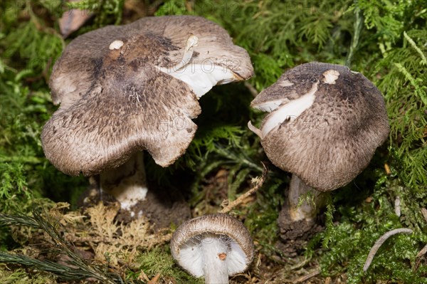 Yellowing Knight mushroom (Tricholoma argyraceum)