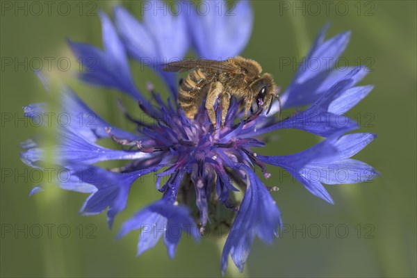 Sweat Bee (Halictus scabiosae)