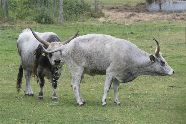 Hungarian steppe cattle