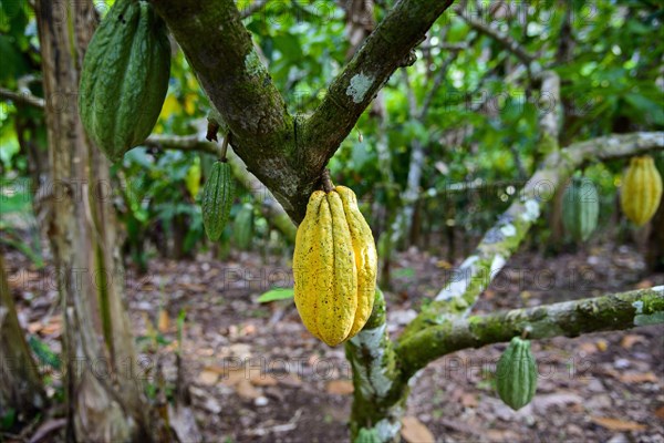 Cacao