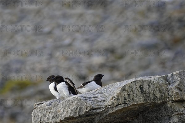 Thick-billed murre (Uria lomvia) or Brunnich's Guillemot on rocks